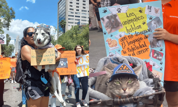 Por Los Que No Tienen Voz Avanza Multitudinaria Marcha Contra El