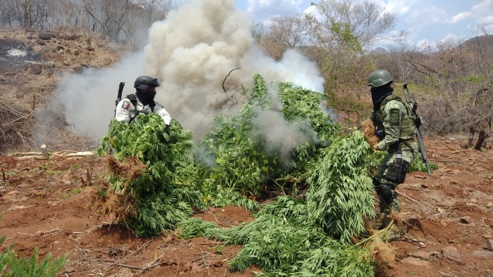 Descubren plantíos de marihuana en Michoacán y destruyen 12 mil plantas