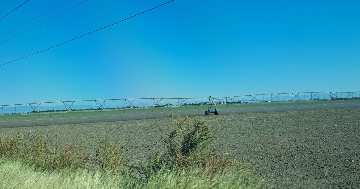 Van en tiempo suman 3 mil 659 hectáreas sembradas de granos y