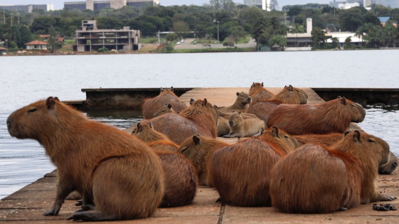 Video: ¡Roedores gigantes! Capibaras salvajes invaden un exclusivo barrio  de Argentina | Línea Directa