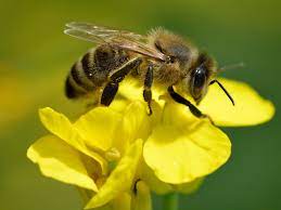 Abeja