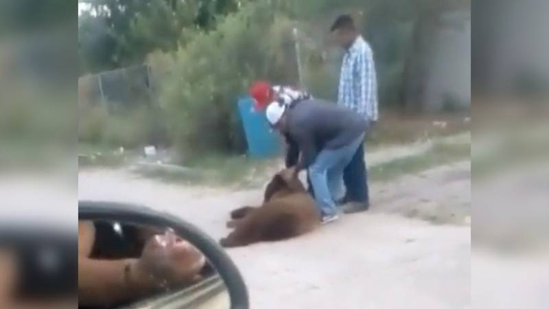 Asesinan oso negro Sonora