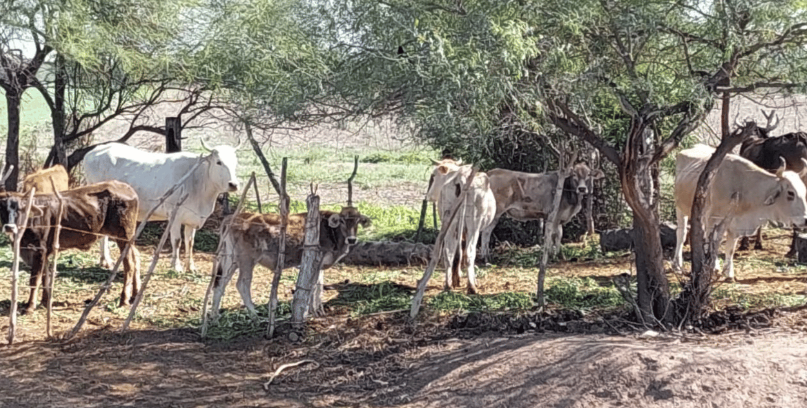 vacas