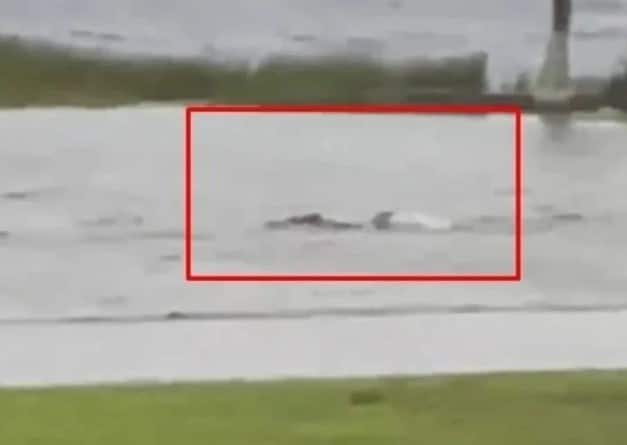 Tiburón huracán Ian