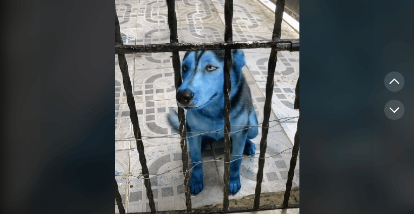 VIDEO: “Husky Avatar” Perrita muerde bomba de humo color azul y termina transformada
