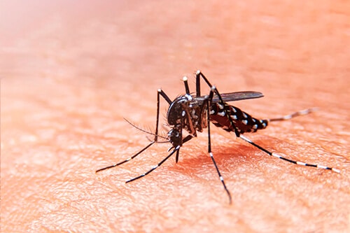 Dengue