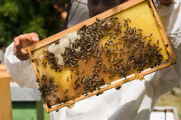 Por qué en Sinaloa producen tan poca miel las abejas