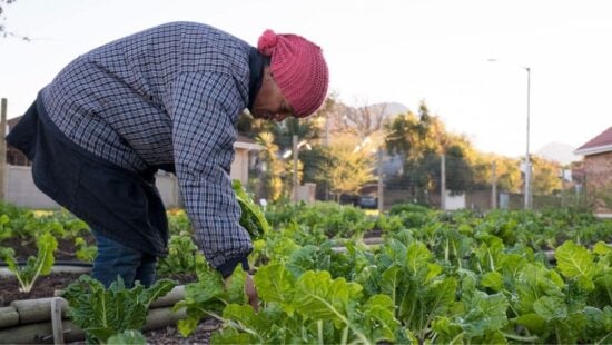 Trabajadores agrícolas