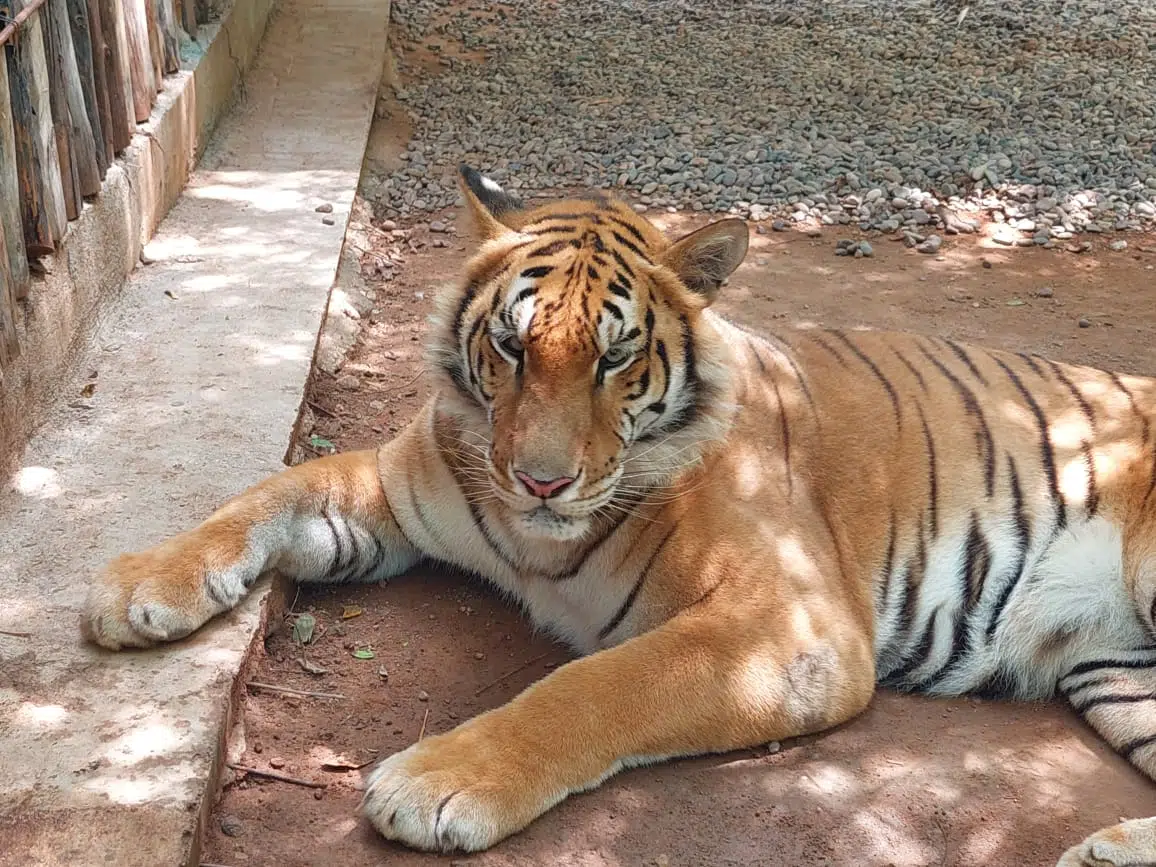 “Como que fueron sólo rozones”: Tigre de bengala baleado está muy bien y tranquilo: Ernesto Zazueta