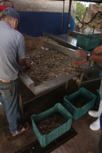 Camarón