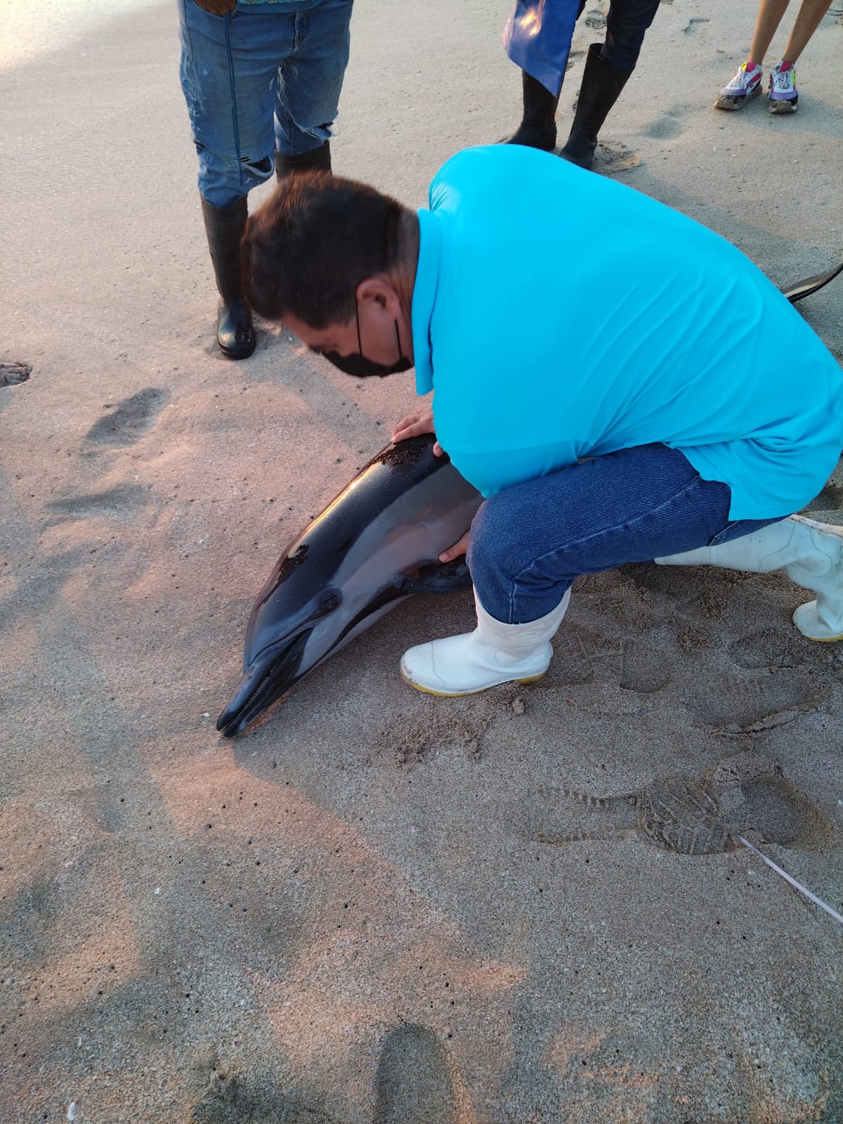 Atiende Acuario Mazatlán llamado por varamiento de un delfín en playa del malecón