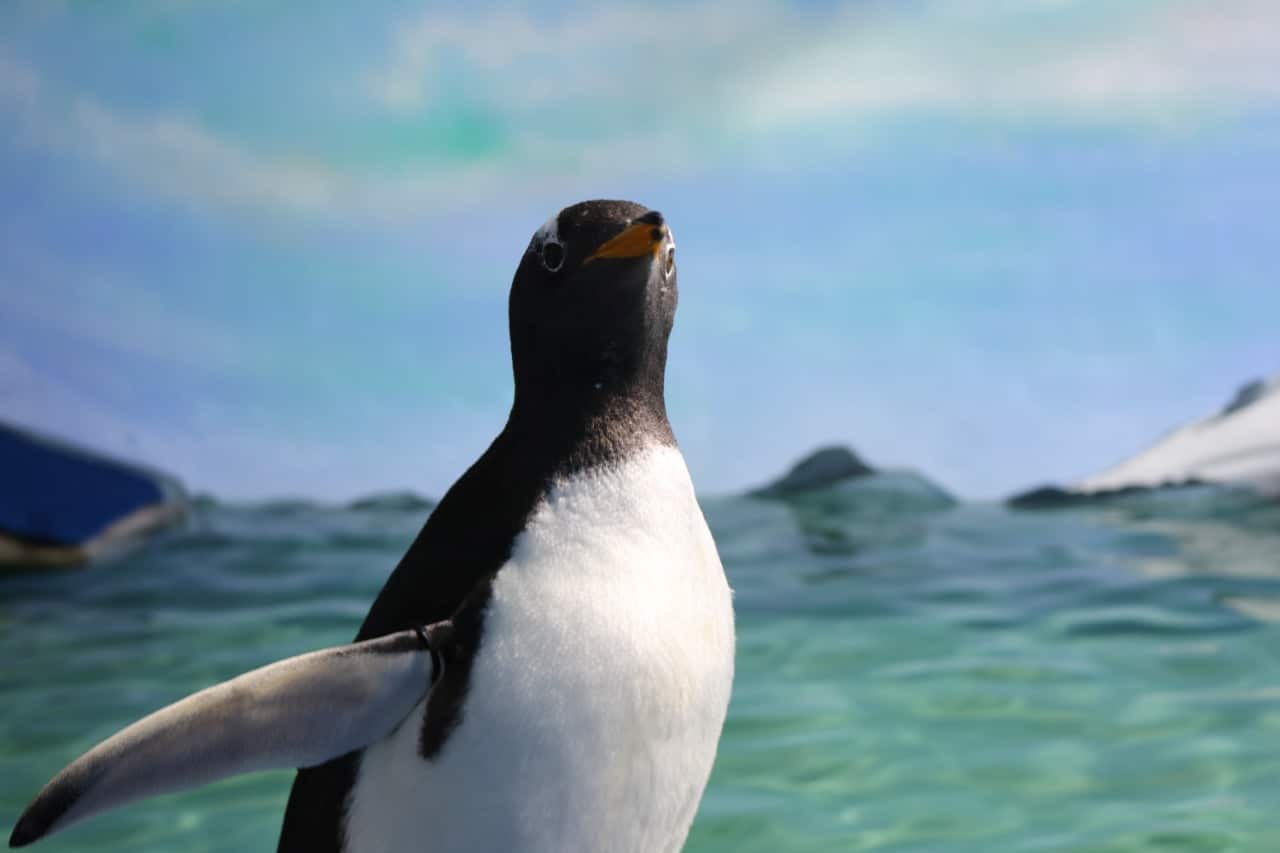 El Pingüinario de Acuario Mazatlán ¡Tiene nuevos inquilinos! / Cortesías