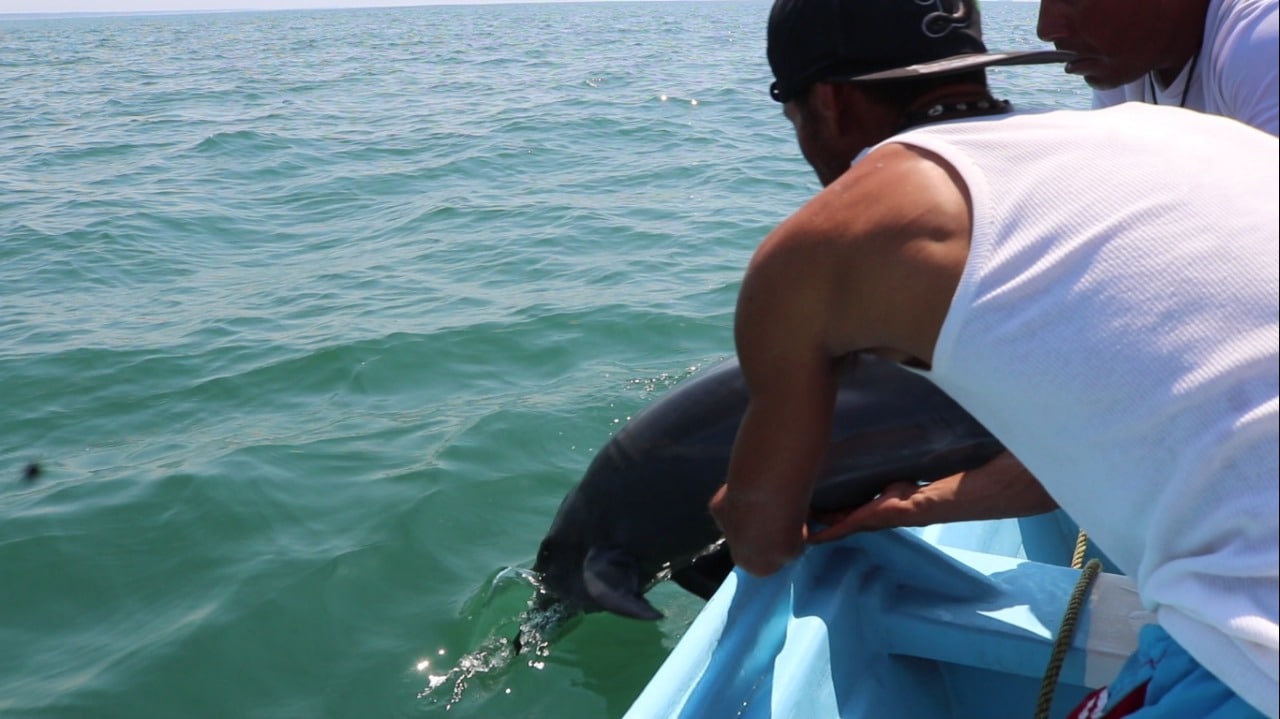 Vara delfín en la Isla de la Piedra, lo atiende Acuario Mazatlán y lo regresa al mar / Cortesías