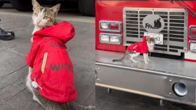 Wicho bomberos CDMX