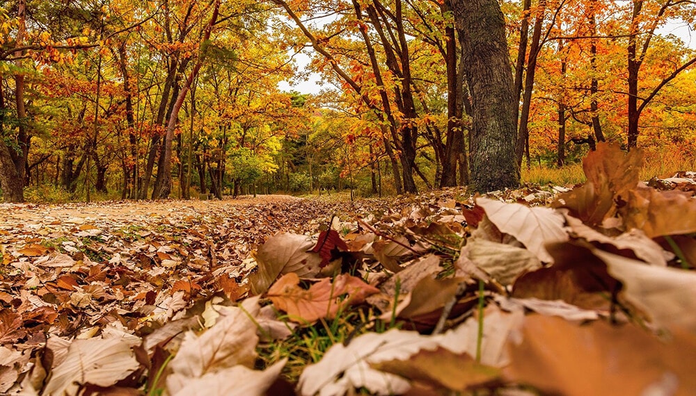 La llegada del otoño está solamente a unos días ¿Cuándo es?
