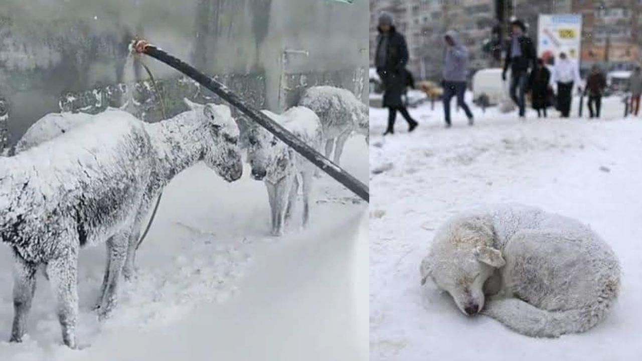 animales congelados en hielo