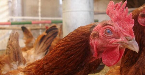 Así actúa México tras confirmarse el primer caso de gripe aviar en el país
