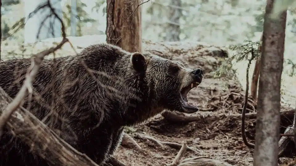Ataque de osos Siberia