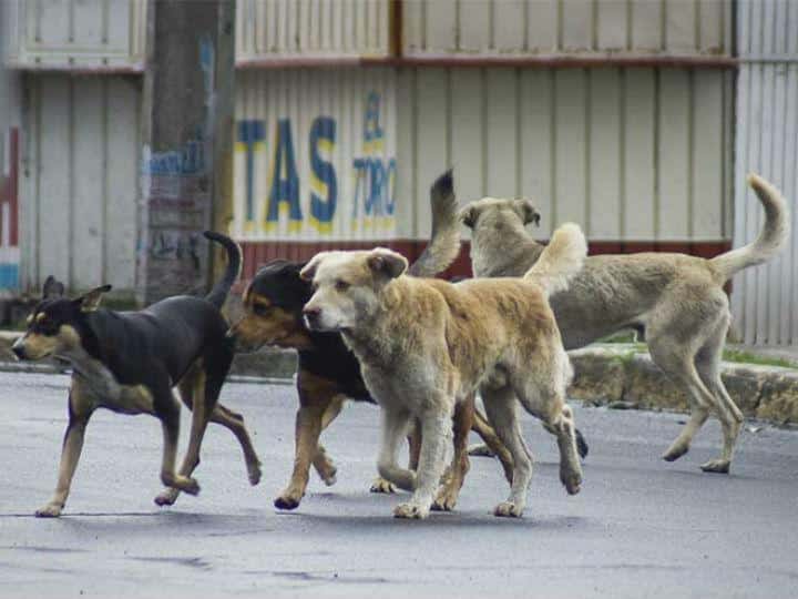 Busca Ecología reducir población de perros