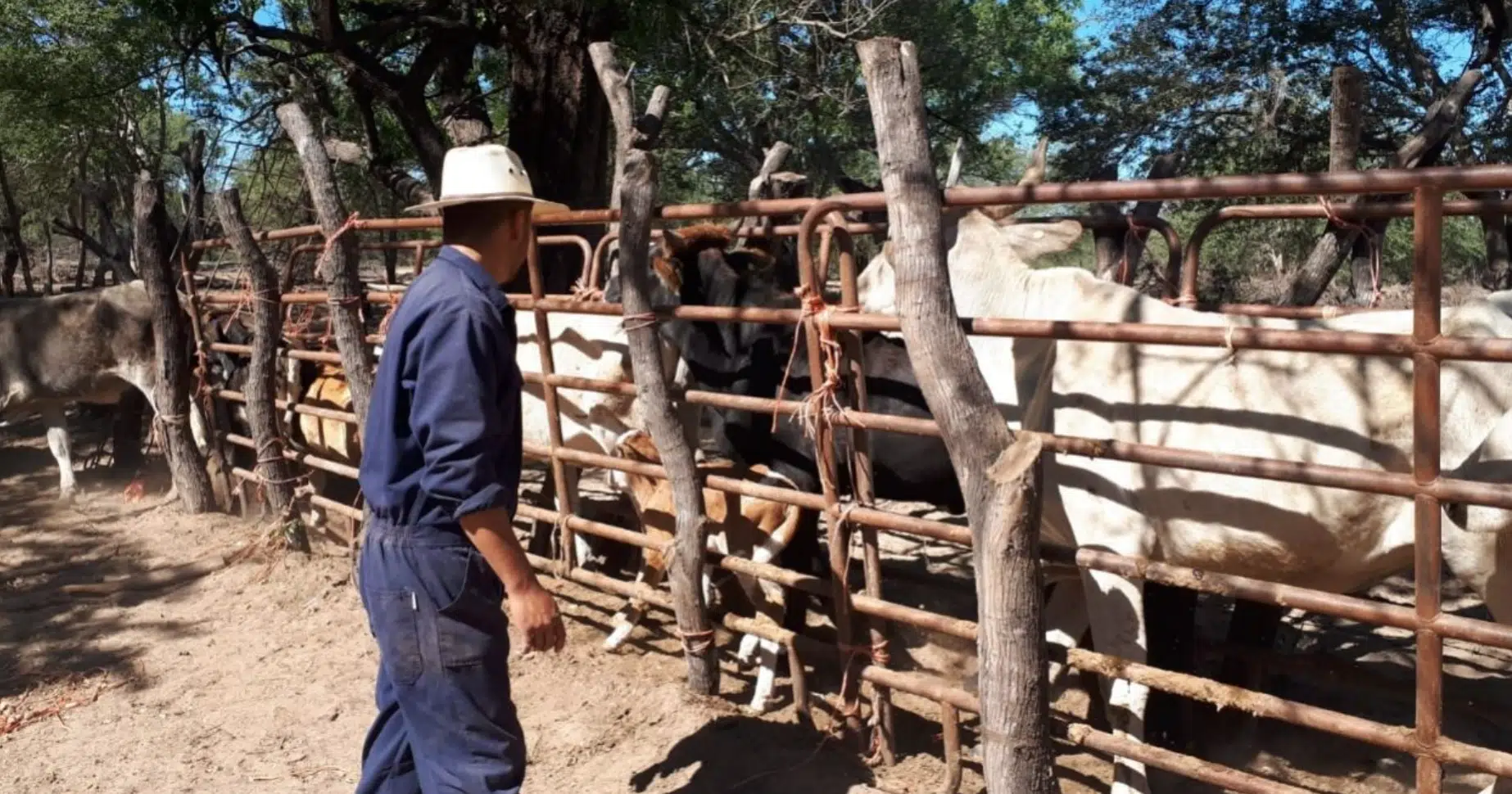 Vacas Ganadería Sinaloa