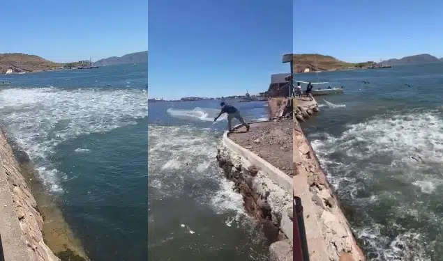 ¡Qué espectáculo! Cardumen de pez toro, maravilla en el puerto de Topolobampo