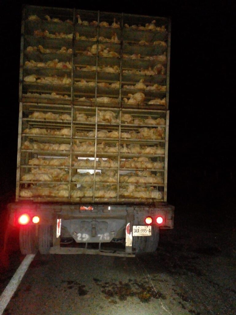 Choque aeropuerto de Culiacán tráiler pollos