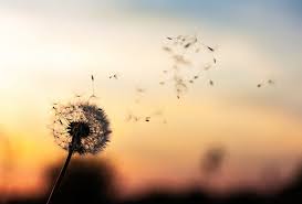 Clima, atardecer, viento