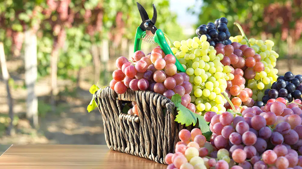 Conoce los beneficios de comer uvas; ¡previenen enfermedades!