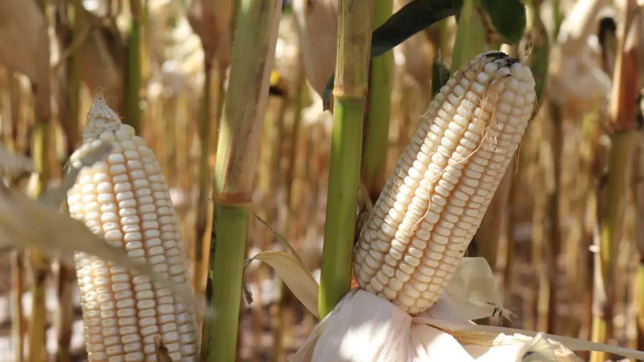 Cotizaciones de maíz y trigo van a la baja por incertidumbre económica Sarmiento