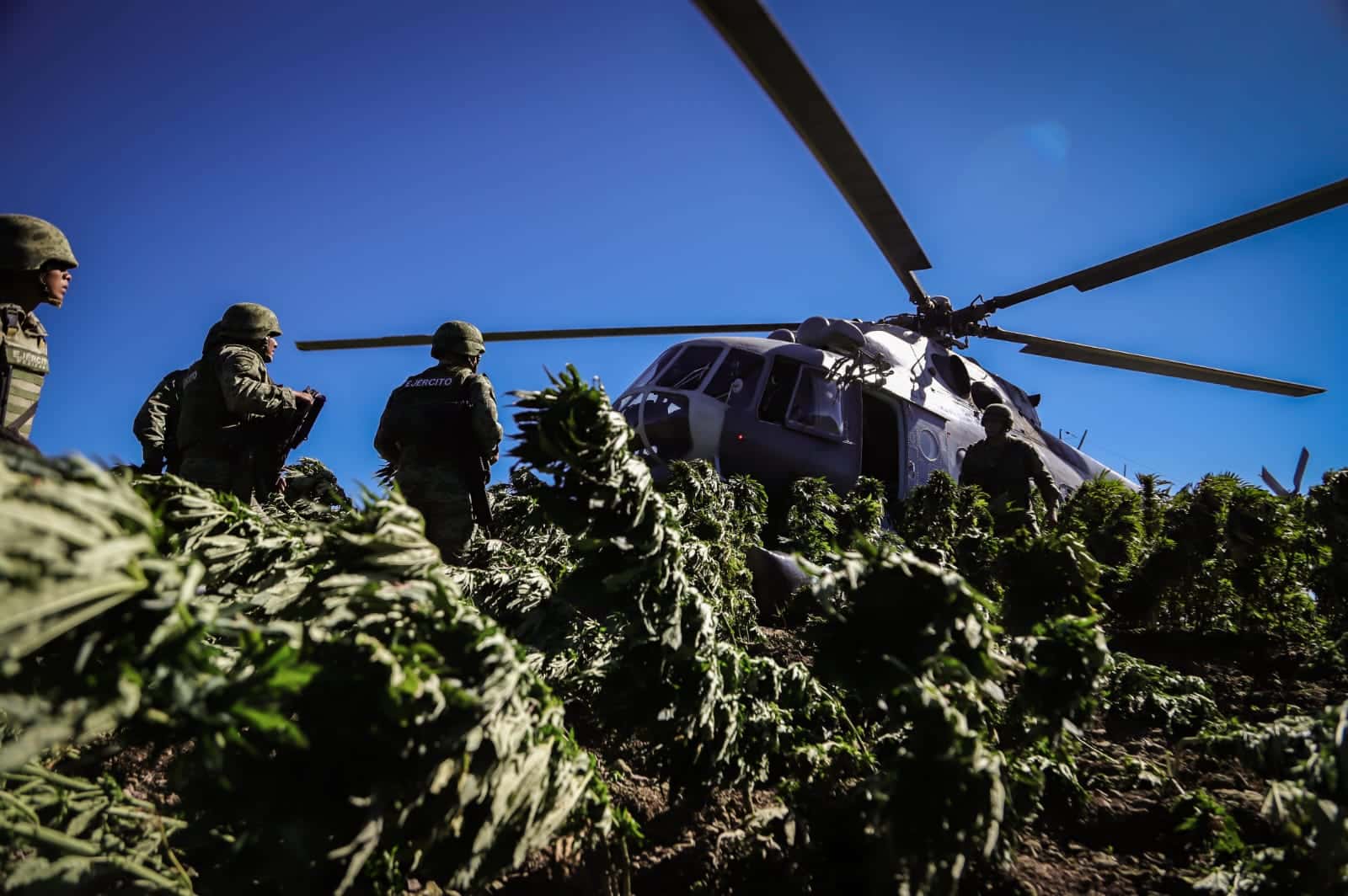 Destruyen hectárea de Marihuana