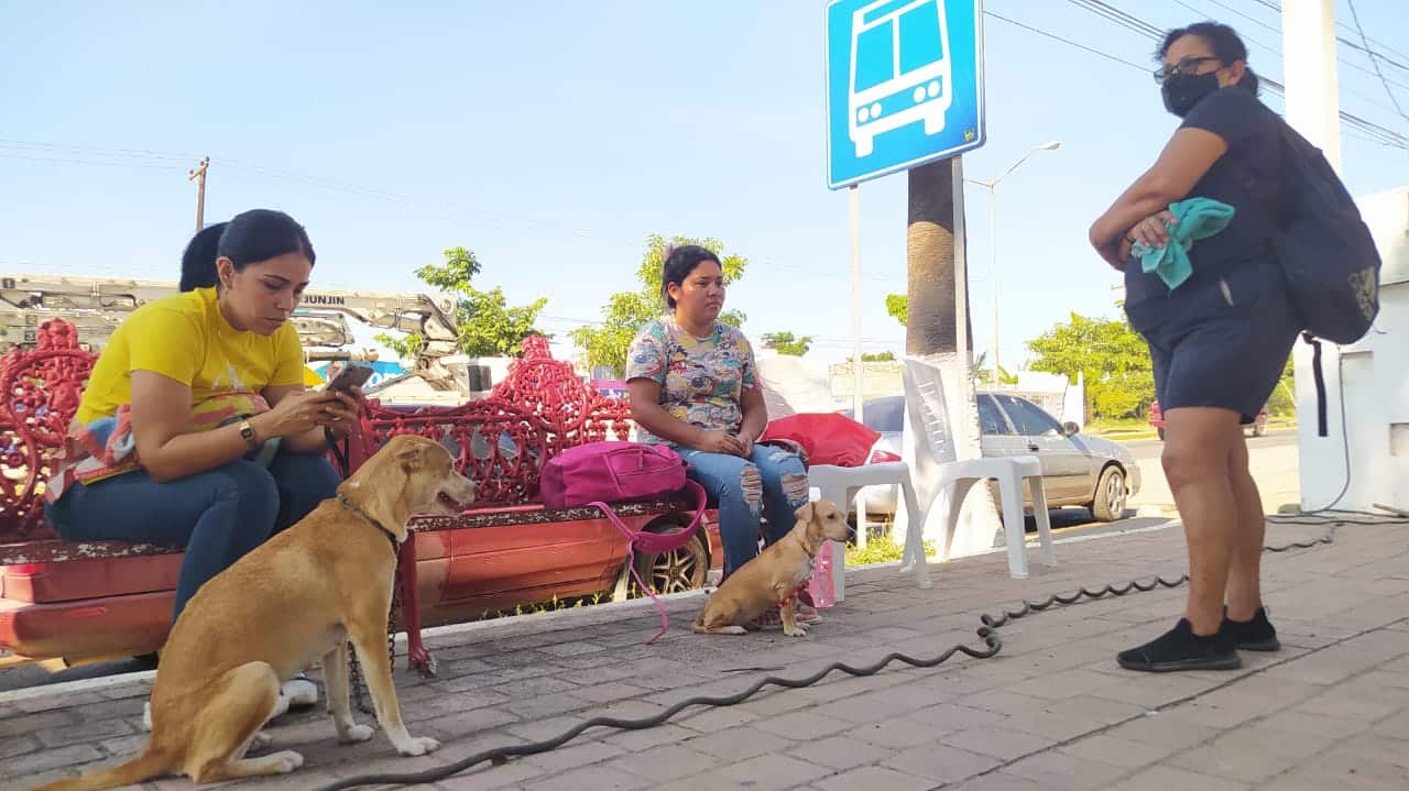 El camioncito esterilizador va de la zona urbana a la zona rural atendiendo a perros y gatos
