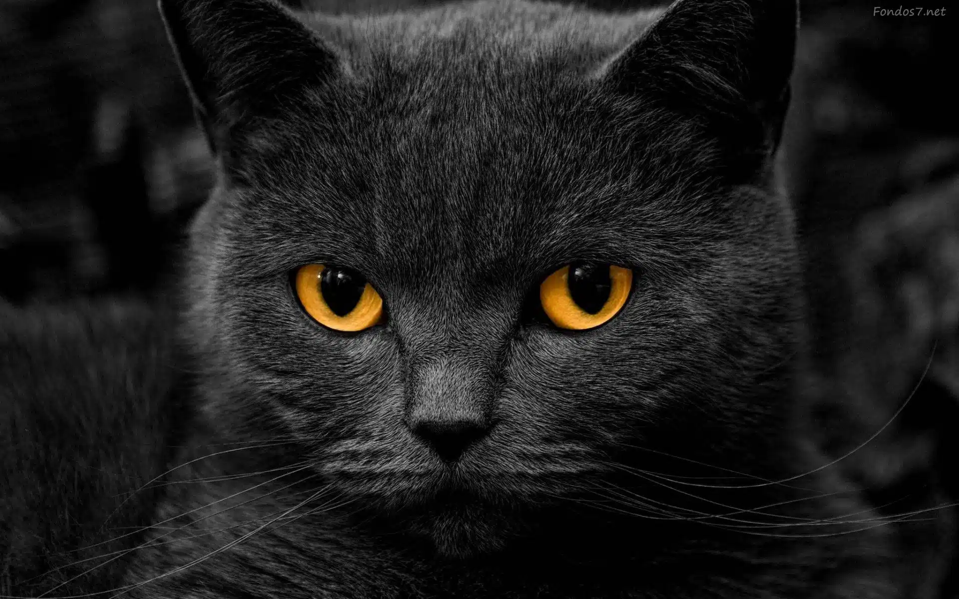 Gato negro Cuidado Denuncia maltrato animal