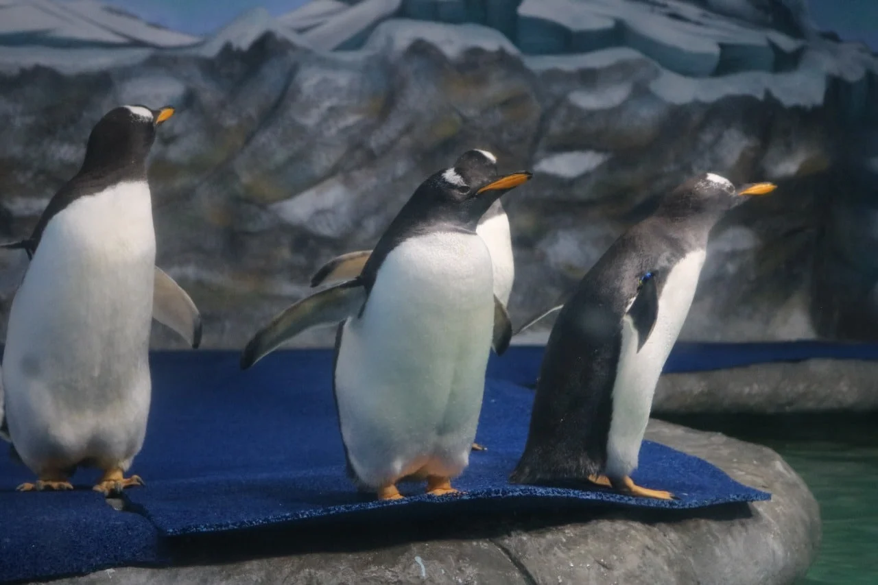 Los pingüinos, principal atractivo en Acuario de Mazatlán