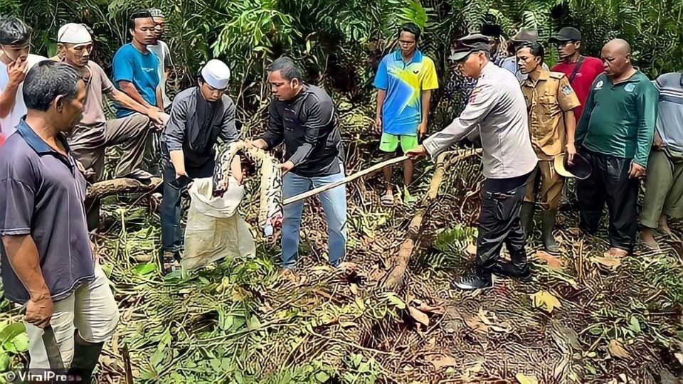 Mujer devorada por pitón
