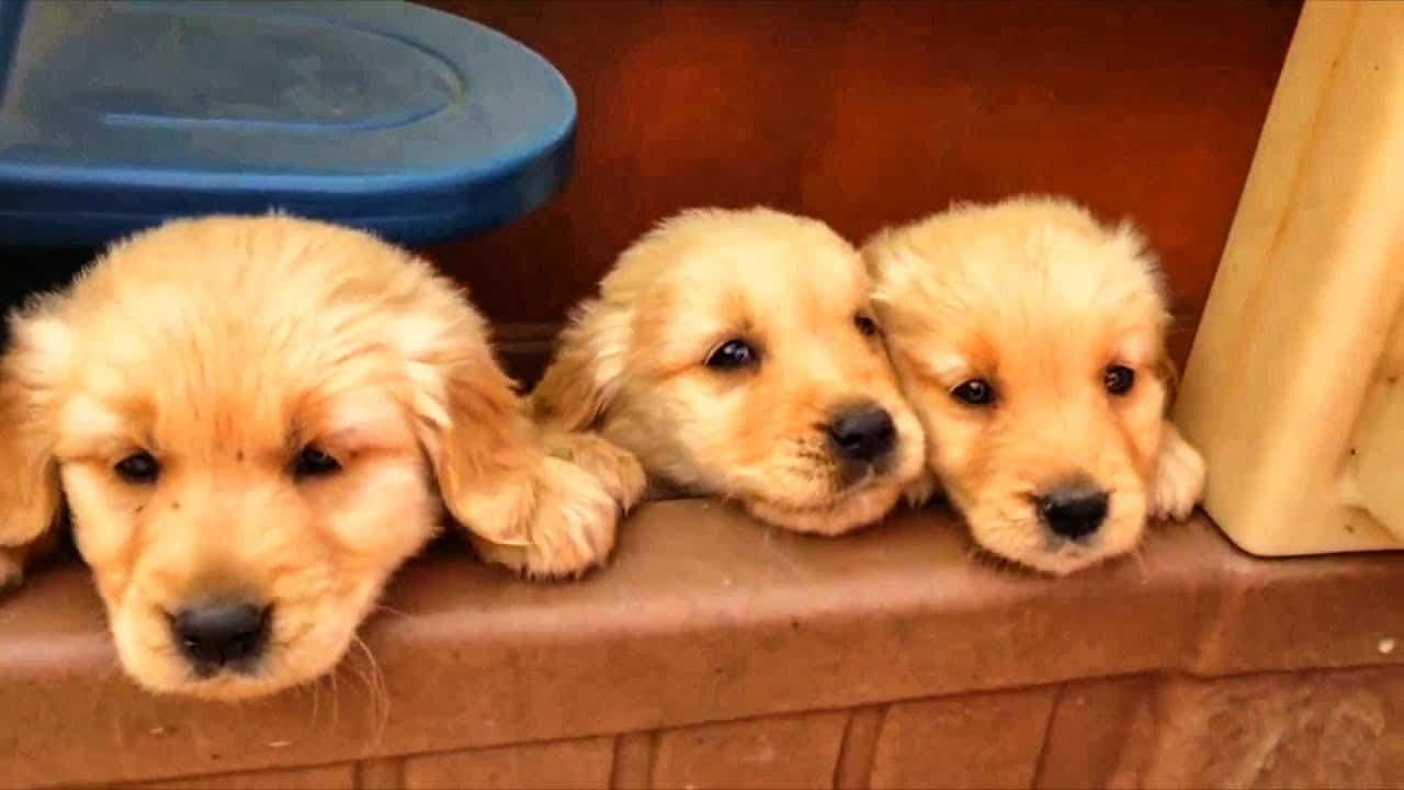 Mujer es obligada a amamantar perros