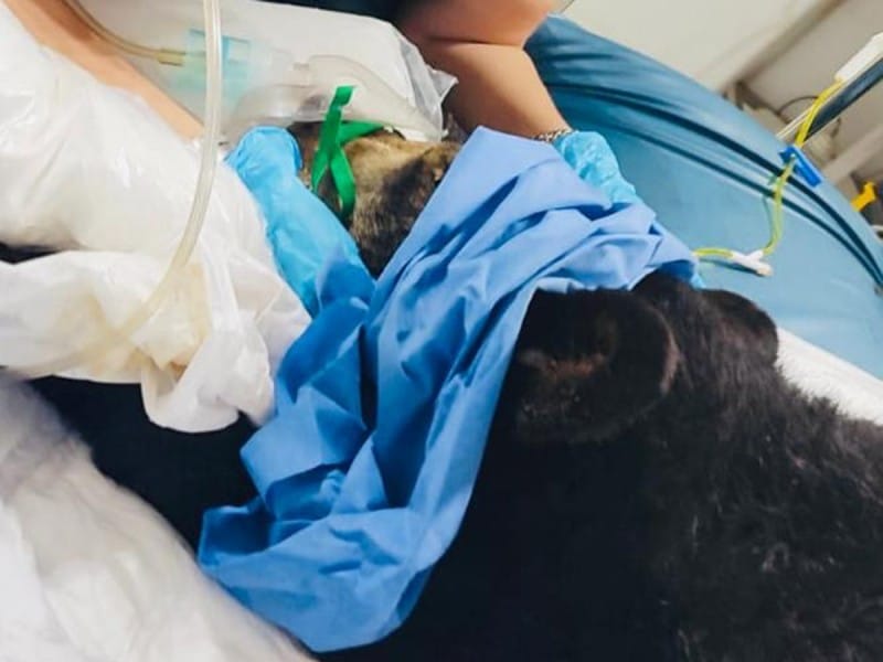 Oso baleado Nuevo León