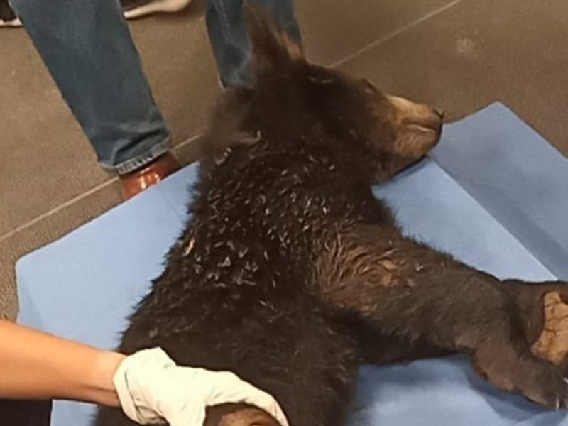 Oso baleado en NL
