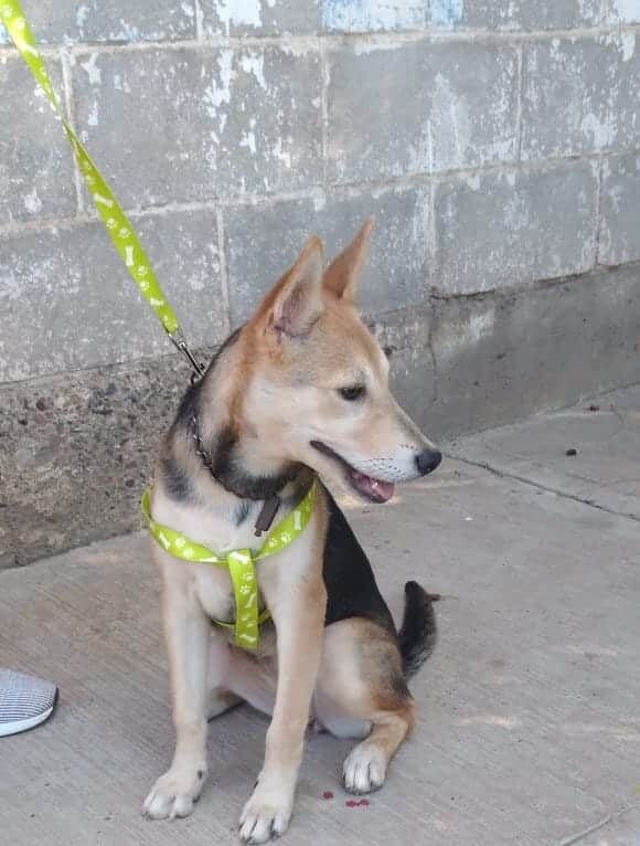 Perrita Abandonada Guasave