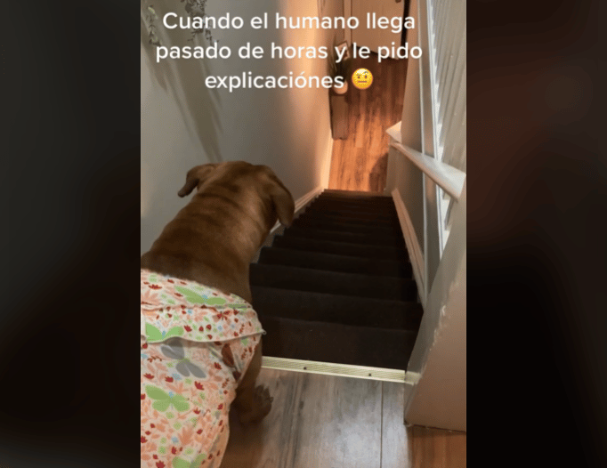 Perrita viral en TikTok