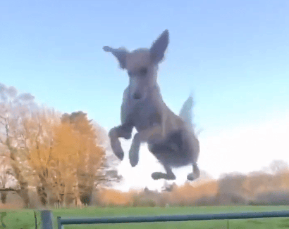 Video de perro helicóptero