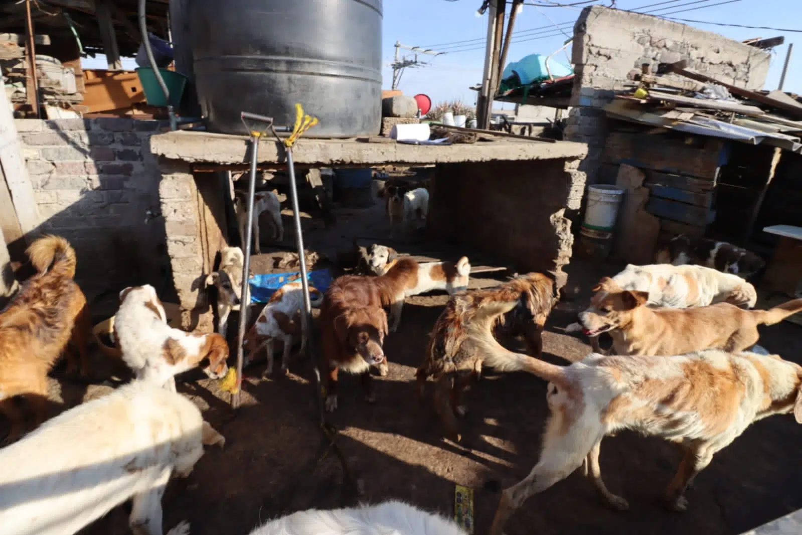 Rescatan a 90 perros tras denuncia de venta de carne de estos animales ¡para tacos!