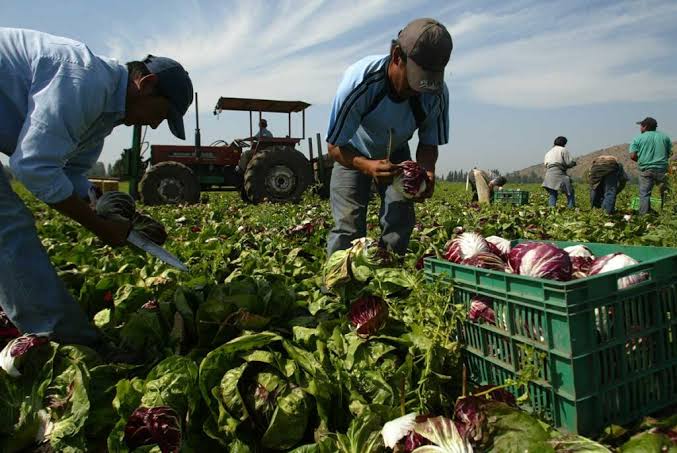 Sentencian a explotadores laborales en EU; ¡sus víctimas eran mexicanos!
