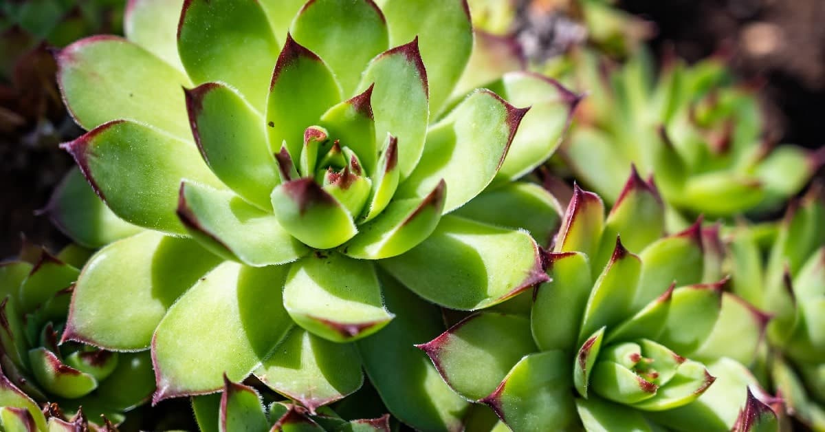 Siempreviva La Planta Suculenta Eterna Todo Lo Que Debes Saber