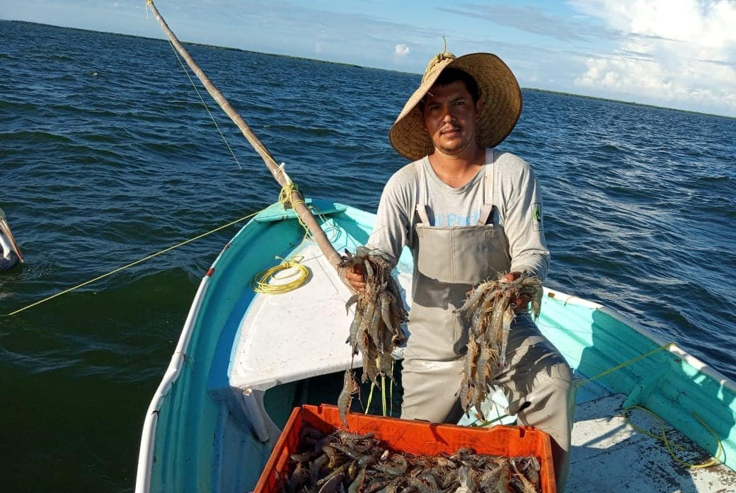 Pesca de camarón