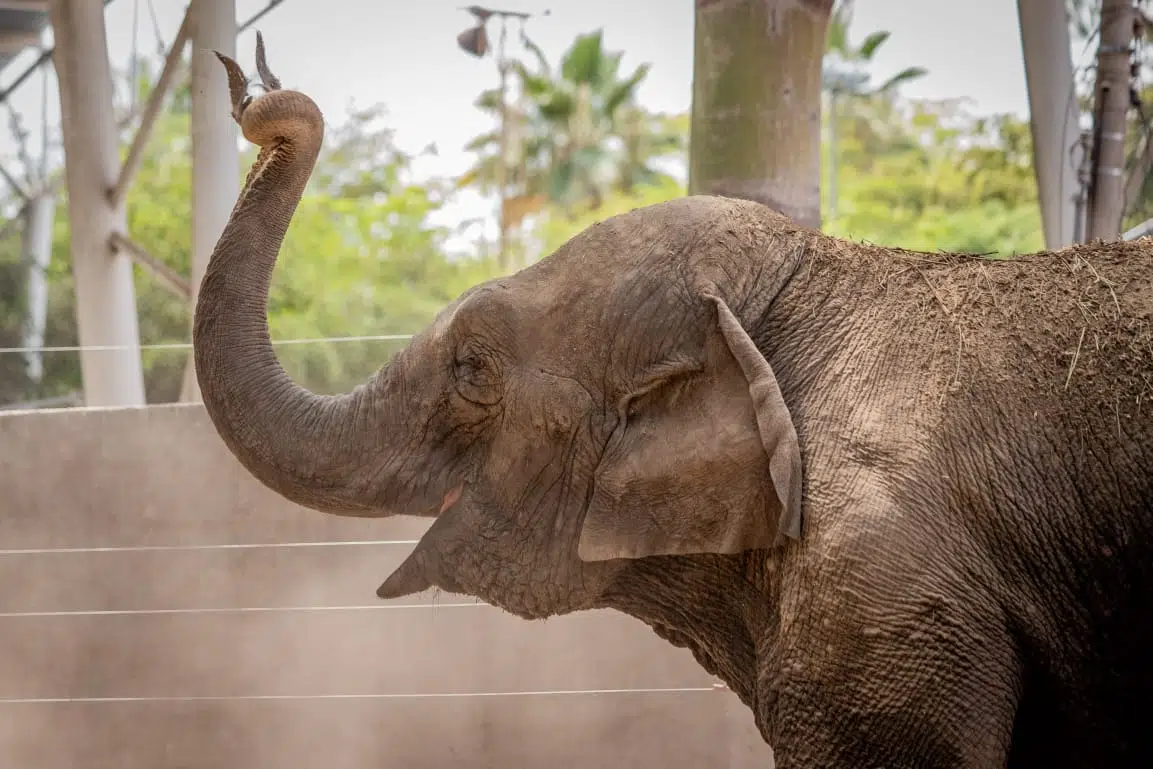 La elefante Bireki a días de llegar a su nuevo hogar