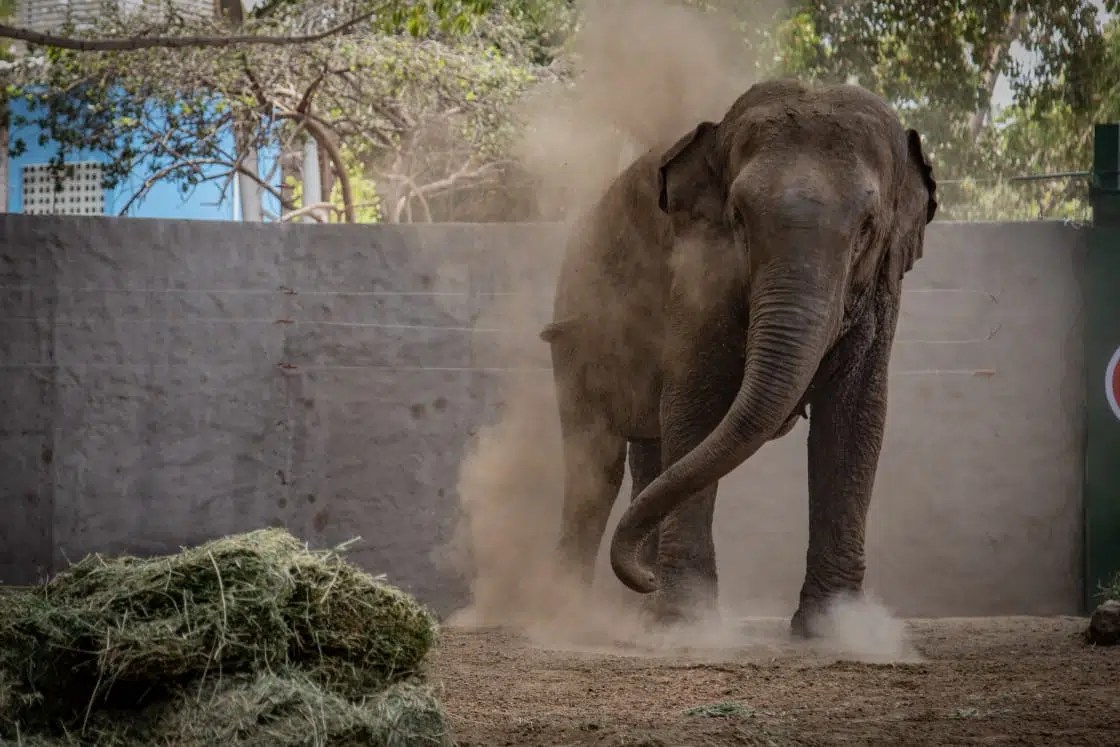 Los elefantes rescatados, Big Boy y Bireki, protagonizarán documental