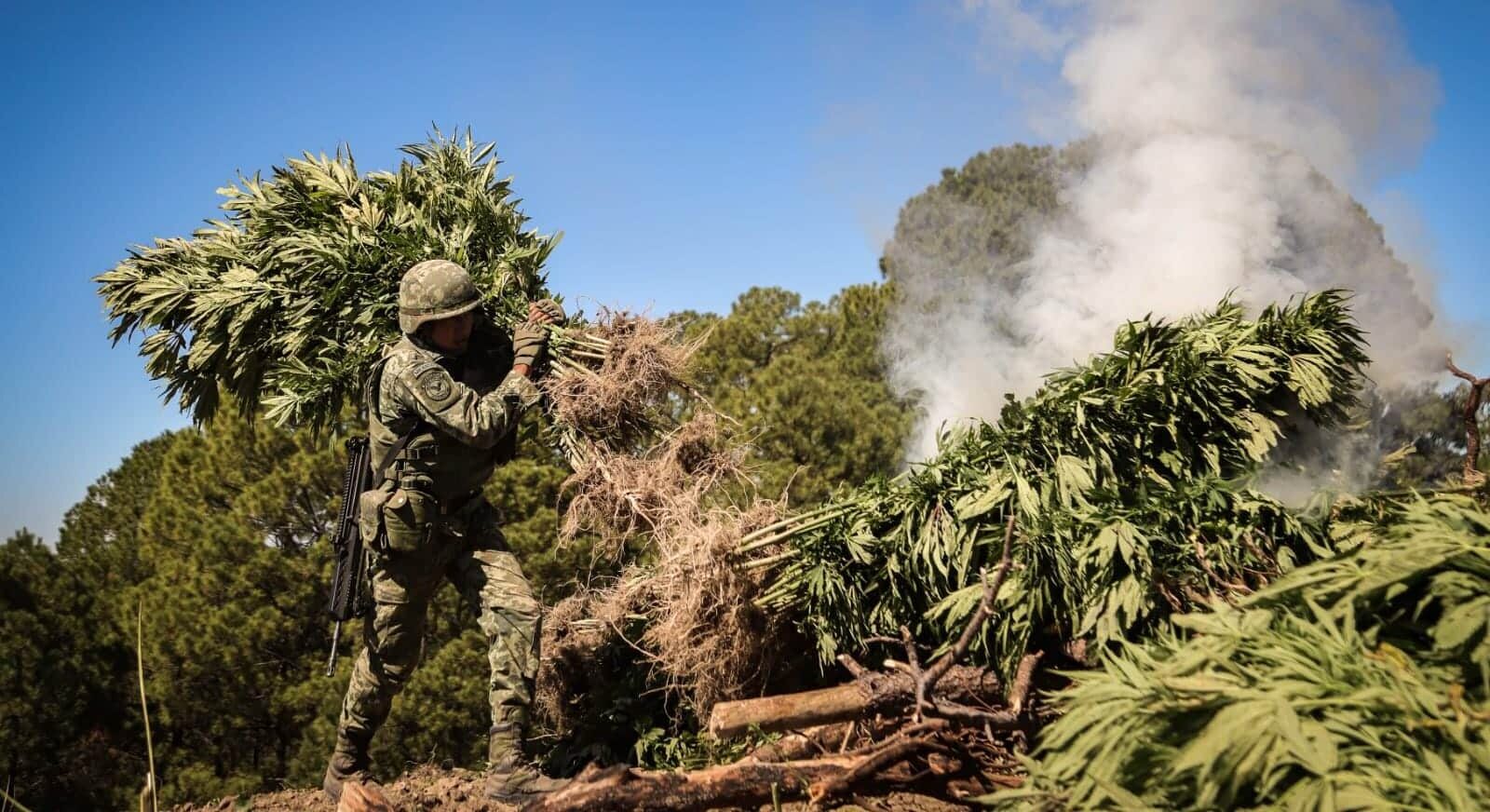 Ejército destruye plantío de mariguana en Badiraguato