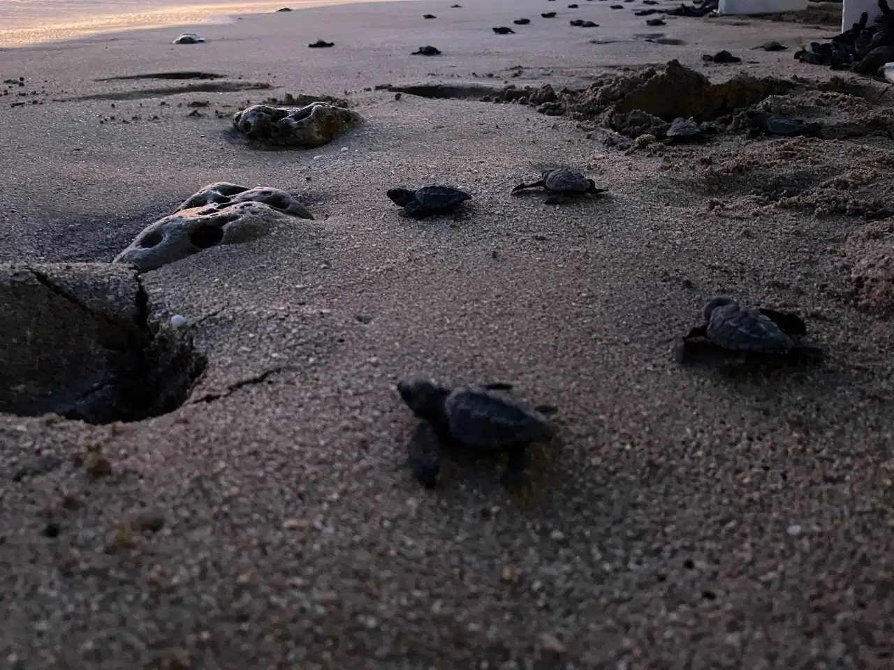 ¡Por una larga vida! Ya son más de un millón 300 mil crías de tortugas liberadas al mar en Mazatlán