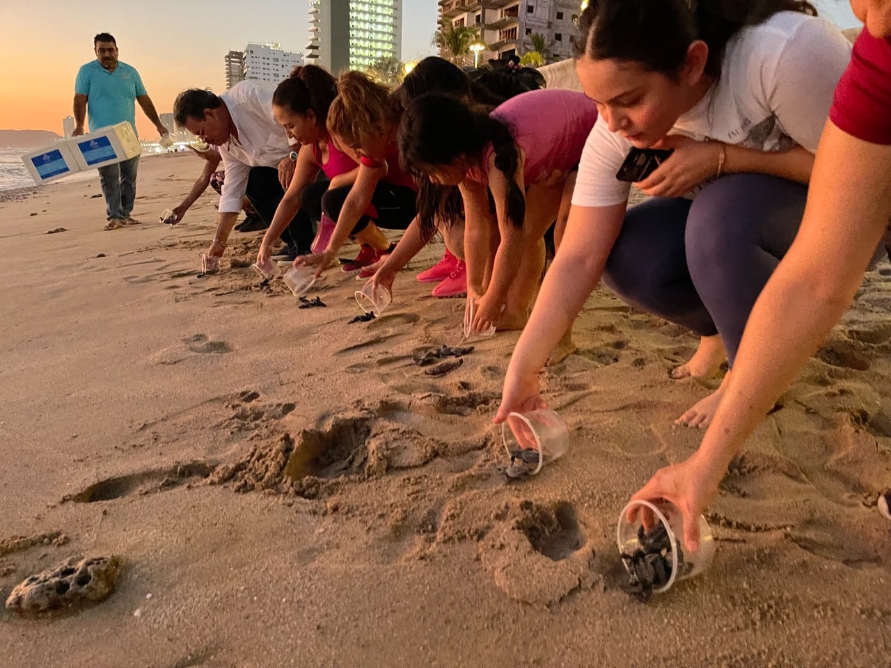 ¡Por una larga vida! Ya son más de un millón 300 mil crías de tortugas liberadas al mar en Mazatlán
