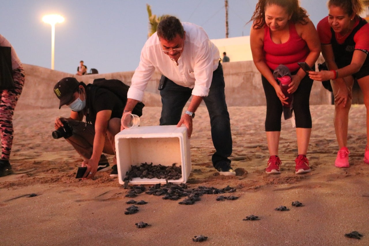 ¡Por una larga vida! Ya son más de un millón 300 mil crías de tortugas liberadas al mar en Mazatlán